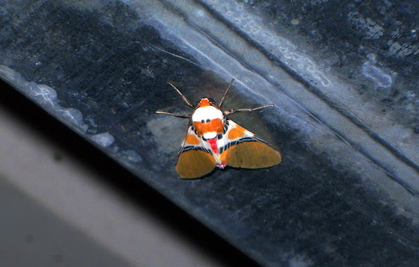 another Candy moth | Project Noah