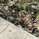 Broad-headed skink