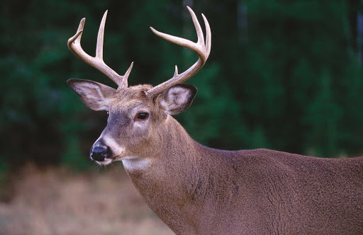 white-tailed-deer-Quebec-2 - Wildlife tours in Outaouais, Quebec, may include sightings of white-tailed deer.