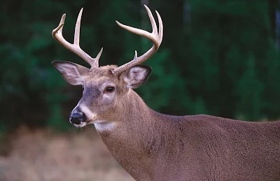 Wildlife tours in Outaouais, Quebec, may include sightings of white-tailed deer.