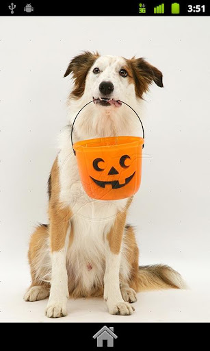 Halloween Dogs Costome 2014