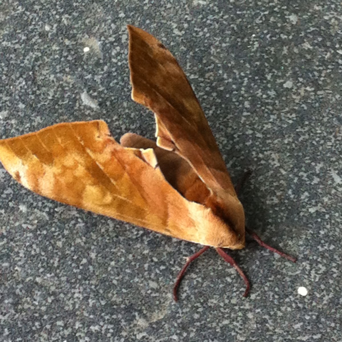 Mulberry Hawk Moth