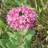 Purple orpine or sedum