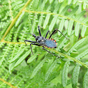 Assassin bug