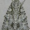 Clear Dagger Moth