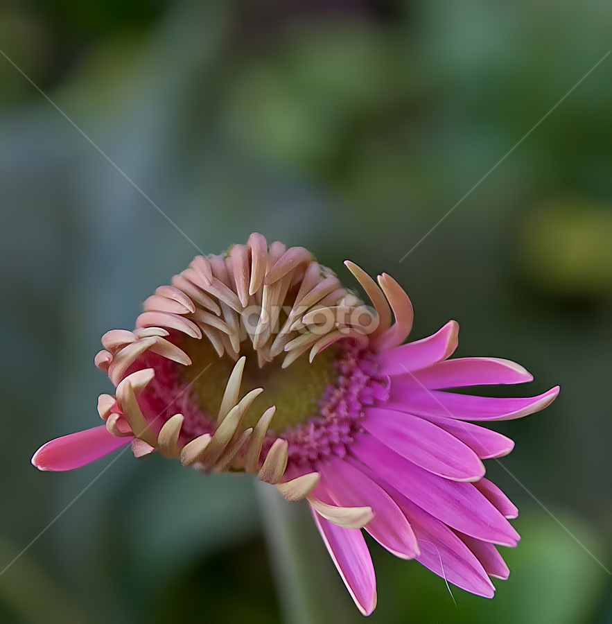 Gerbera by Dave . - Flowers Flower Buds