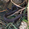 Blotched water snake (dark phase)