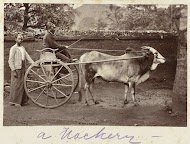 Eenpersoonsrijtuig voortgetrokken door een rund