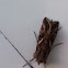 Soybean Looper Moth