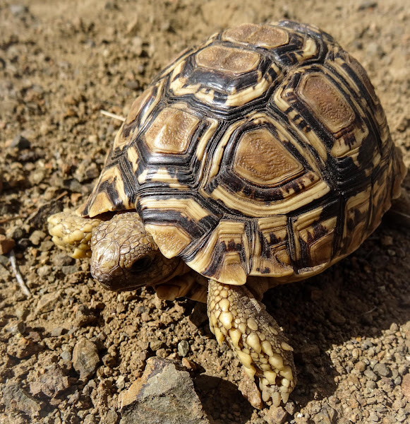 Leopard Tortoise | Project Noah