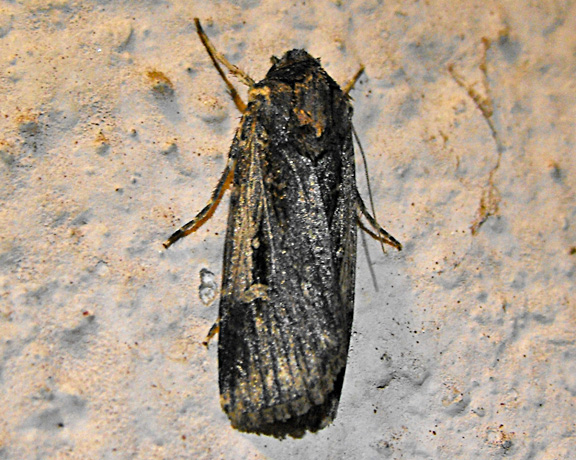 Venerable Dart Moth