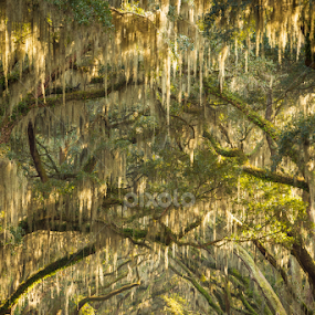 Wormsloe Plantation Path by Serge Skiba - Landscapes Forests