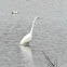 Great Egret