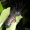 Moth Caterpillar