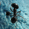 Giant ant with head of other ant locked on leg