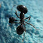 Giant ant with head of other ant locked on leg