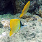 Longnose Butterflyfish