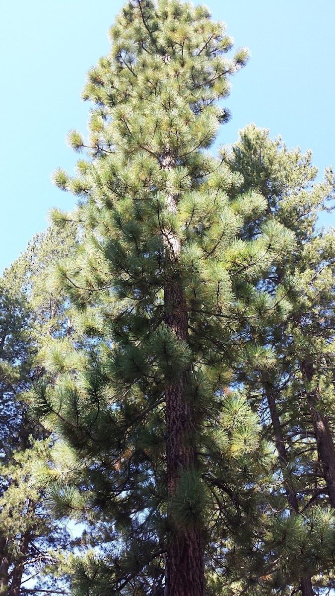 Jeffery Pine Tree