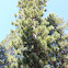 Jeffery Pine Tree