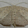 Waxmyrtle Wave Moth