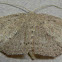 Waxmyrtle Wave Moth