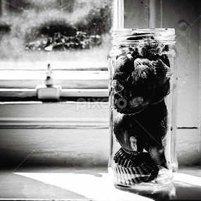 Sea shells by Lisa Davies - Black & White Objects & Still Life