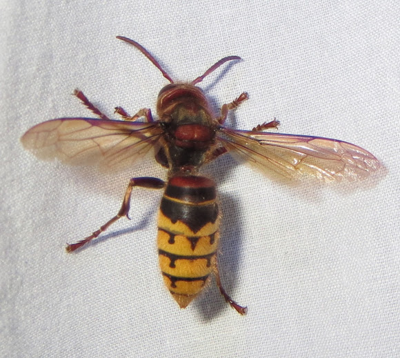 European Project Noah