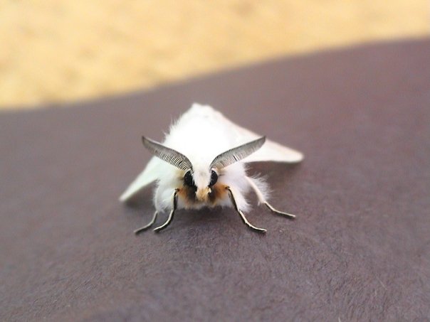 White Furry Moth