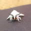 White Furry Moth