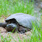 Common Snapping Turtle (Female)
