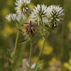 Mountain clover, Bergklee