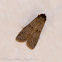 Pyralidae Moth