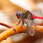 Fiery Skimmer Dragonfly ( Male )