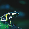 Harlequin poison dart frog