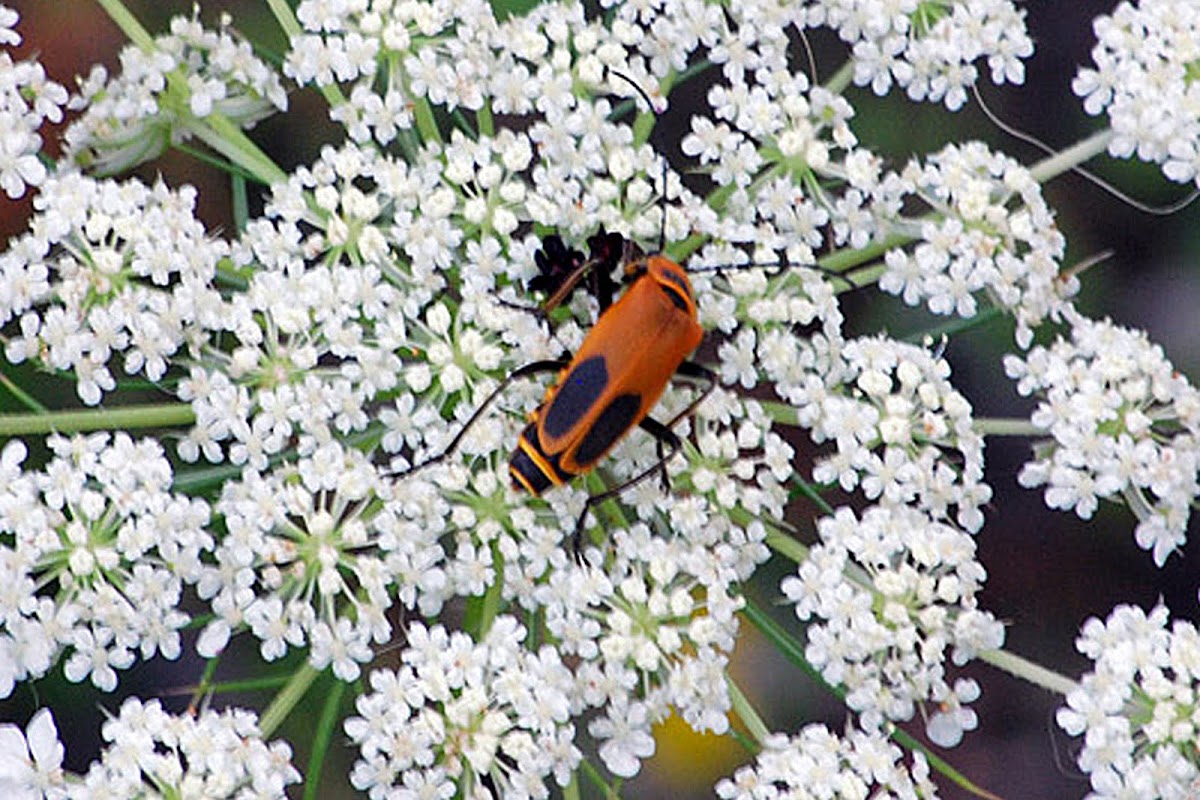 Pennsylvania Leatherwing or Soldier Beetle
