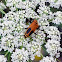 Pennsylvania Leatherwing or Soldier Beetle