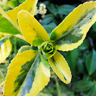 Variegated Euonymus