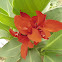 Red Canna Lily