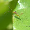 Assassin Bug