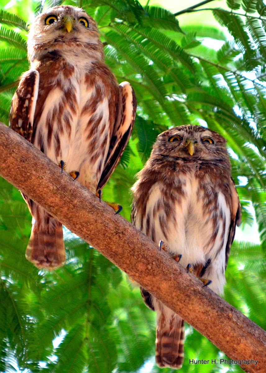 Ferruginous Pygmy Owl