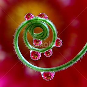 by Wahyudi Barasila - Nature Up Close Natural Waterdrops