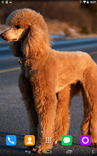 How to download Poodle Live Wallpaper patch 1.1.1 apk for pc