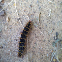 Great Eggfly Caterpillar