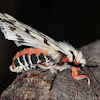 Black and White Tiger Moth