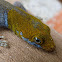 Yellow-Headed Gecko