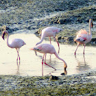 Lesser Flamingoes
