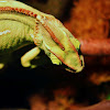 Veiled Chameleon (female)