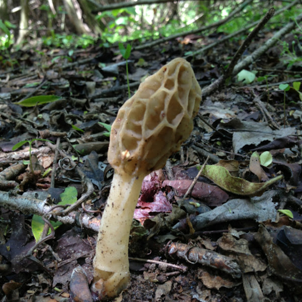 Yellow Morel Project Noah