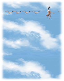 새 피하기 poster 2