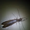 Dobsonfly